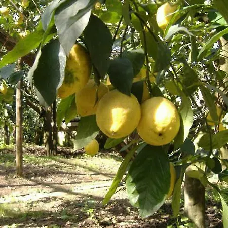 Azienda Agricola Veniero Piano di Sorrento