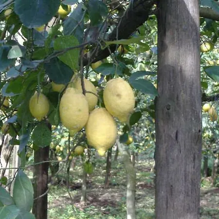 Azienda Agricola Veniero Apartment *